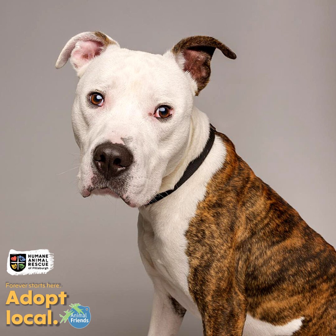 HARPSavesLives's tweet image. Meet Beef Jerky! This lively companion is seeking a home that can match his enthusiasm &amp;amp; playfulness. He enjoys walks &amp;amp; loves snack time! 
➡️ bit.ly/3P1Cz7U 

@Animal_Friends &amp;amp; HARP encourage you to #adoptlocal! Save a life and give a second chance to a homeless animal.