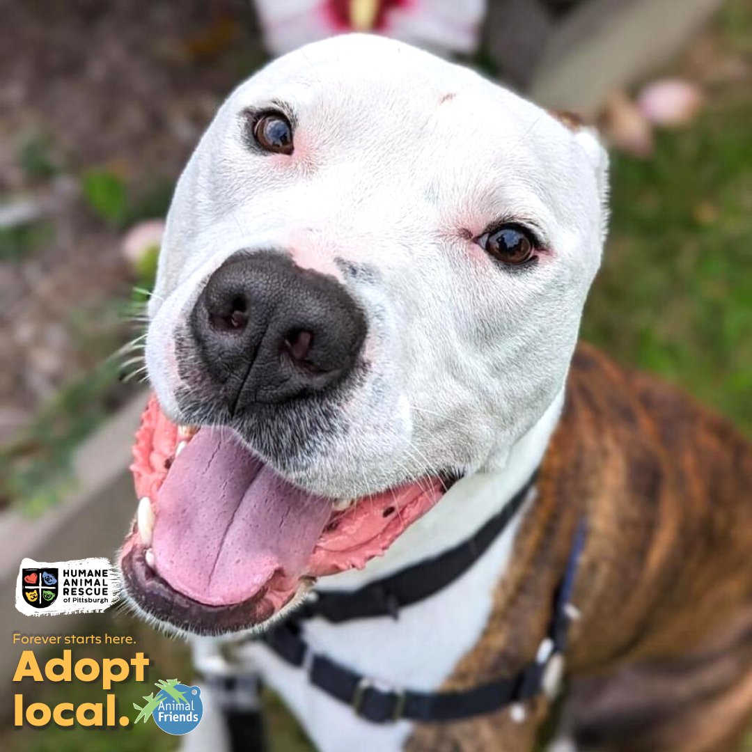 HARPSavesLives's tweet image. Meet Beef Jerky! This lively companion is seeking a home that can match his enthusiasm &amp;amp; playfulness. He enjoys walks &amp;amp; loves snack time! 
➡️ bit.ly/3P1Cz7U 

@Animal_Friends &amp;amp; HARP encourage you to #adoptlocal! Save a life and give a second chance to a homeless animal.