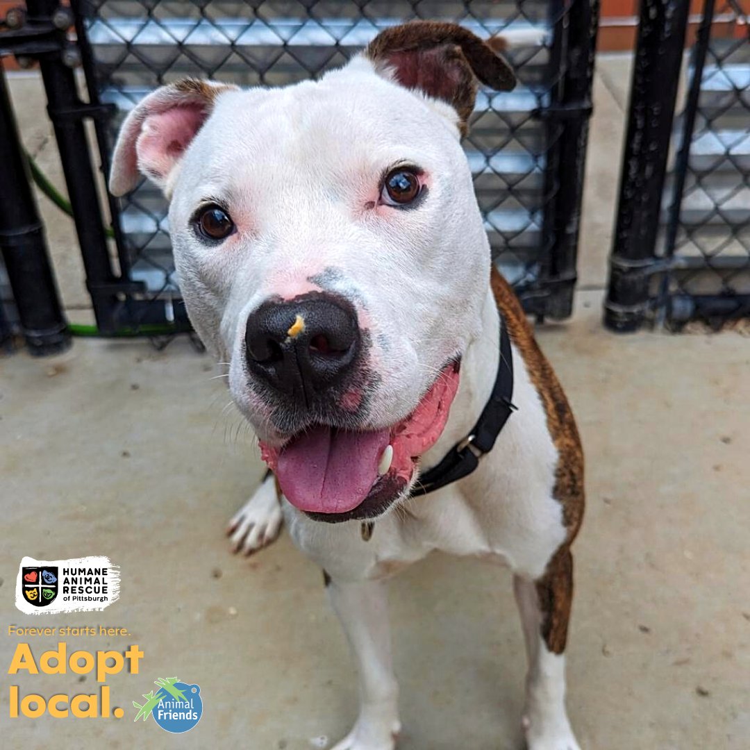 HARPSavesLives's tweet image. Meet Beef Jerky! This lively companion is seeking a home that can match his enthusiasm &amp;amp; playfulness. He enjoys walks &amp;amp; loves snack time! 
➡️ bit.ly/3P1Cz7U 

@Animal_Friends &amp;amp; HARP encourage you to #adoptlocal! Save a life and give a second chance to a homeless animal.