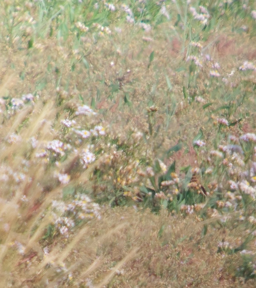 Year tick for me... Common Snipe (I got better view before it sat down behind the flowers!) @spurnbirdobs #Migfest #migfest2023