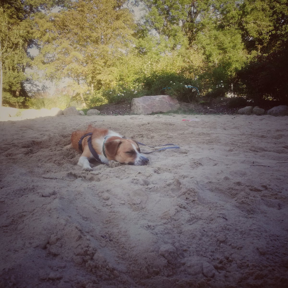 MoeSphaere's tweet photo. Alles ganz schrecklich hier im Urlaub mit den Schwiegers. Der arme Hund muss im Sandkasten liegen, den er ganz für sich allein hat. https://t.co/knVzhQm2WS