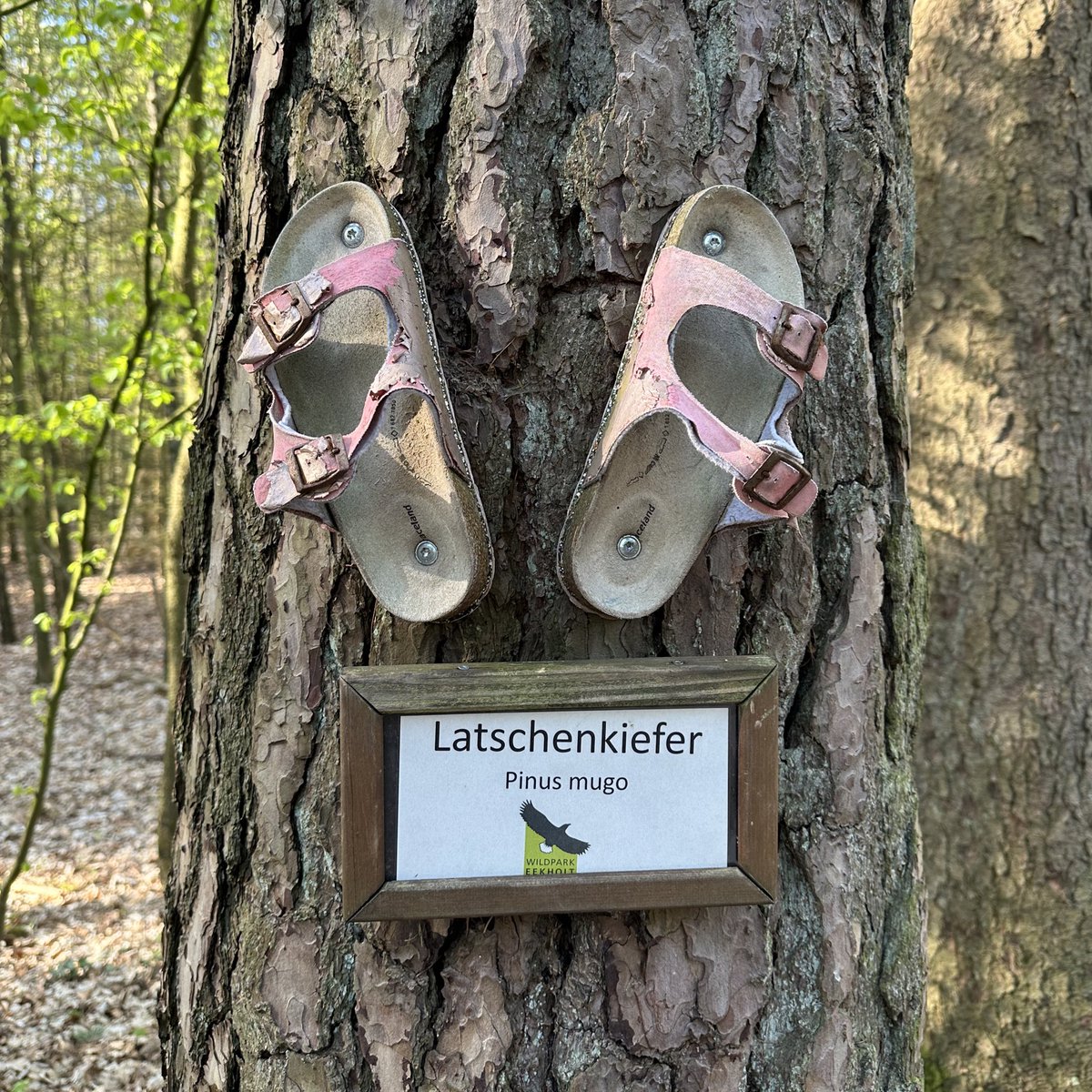 Der Wald. Er twittert.