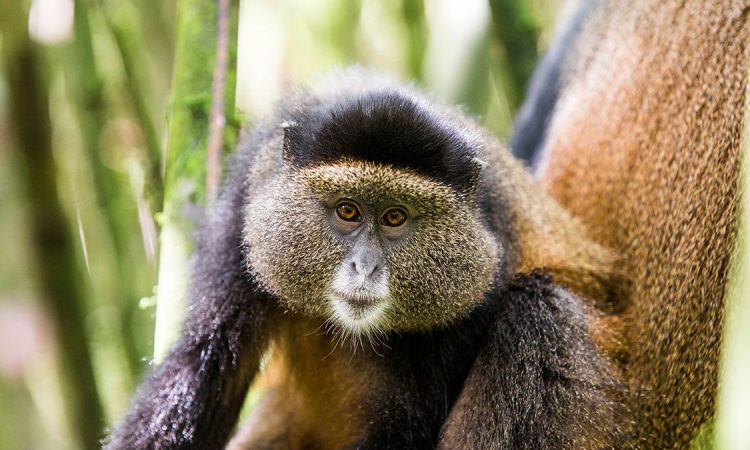 UgCultures's tweet photo. #GoldenMonkeys are known as the #OldWorldMonkeys ,they are beautiful with a golden orange bright coloured fur .
They are social, playful and very adorable to watch ..
Spot them in #MgahingaNationalPark.
@UgCultures 
#travelUg https://t.co/QAXBqmvR8m