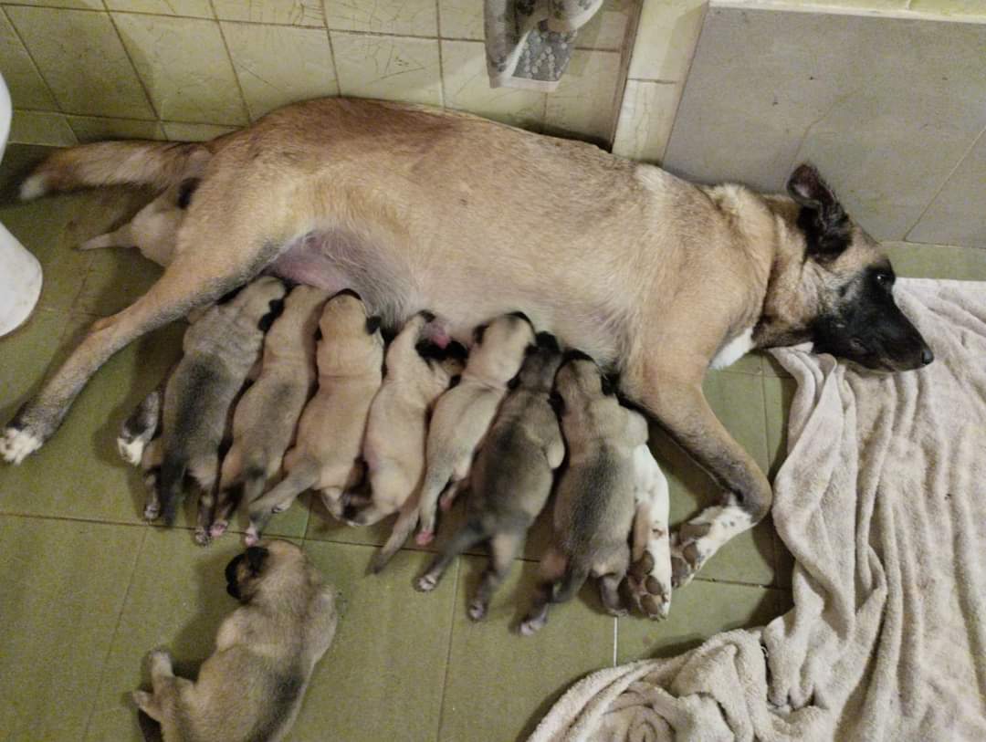 🔴CASO EXTERNO🔴

Nos piden ayuda para encontrar familia a estos bebés que nacieron el día 16 de agosto. Son 2 machitos y 7 hembritas. Son mix de madre Malinois y padre Mastín. En las fotos podéis ver a los papis.
Ayúdanos a ayudarles! 
Tlf de información: Sergio Blanco 651153533