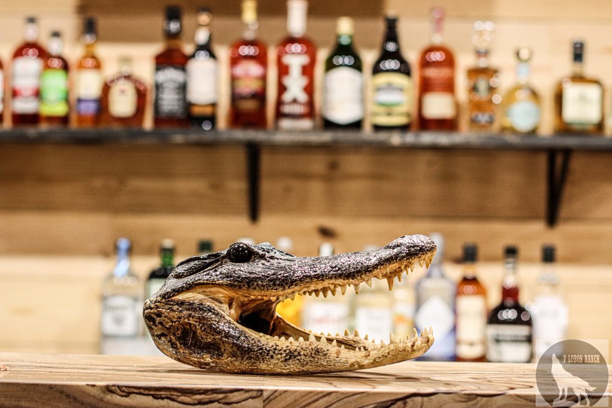 7LobosRanch's tweet photo. After a day of hunting, sit back &amp; relax at our facilities. We have plenty of options to choose from! For your next business outing, book your stay: https://t.co/RGhSHSheHT

#7LobosRanch #TeamBuilding #Hunting #Resort #Corporate #Events #EastTexas #ExoticAnimals #Adventure #Lodge https://t.co/5GxqsBl9Ur