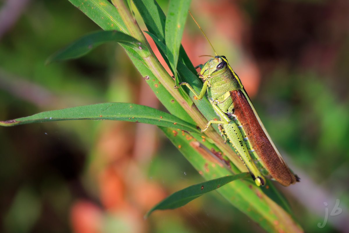 BLVD_DAWG's tweet photo. Obscure Bird Grasshopper #insects #TwitterNaturePhotography #nature #ThePhotoHour #thingsoutside #macrophotography #closeup #macroinsect #grasshopper #bugs https://t.co/VY1k6xkxFq