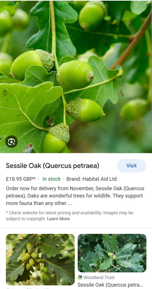 TheBlueCircle1's tweet photo. I was searching about Native Welsh trees https://t.co/2HisPhGmOX