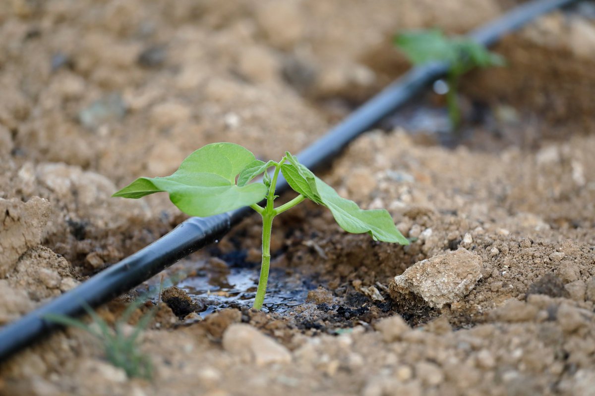TexasRainmakers's tweet image. Did you know? Drip irrigation saves water by targeting plant roots! 🌼 #WaterWisely 🌐 Fun Fact: NASA invented the first drip system for space plants! Get smart with watering. Join the eco-friendly movement today! 🌍 #DripTech