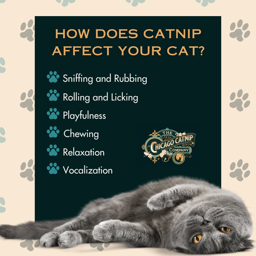 ChicagoCatnip's tweet image. One of the best things about catnip is that every cat reacts differently! Here are just a few of the ways your kitty friends can be affected by catnip. How do your cats react?

#Catnip #CatnipToys #CatsLife #Kitten
