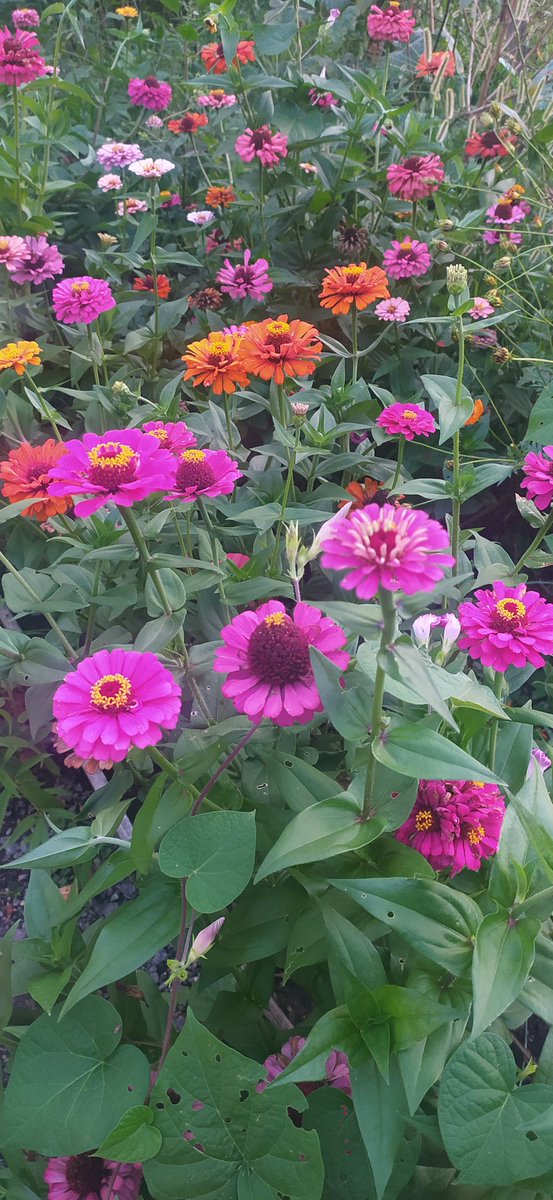 AlitopcuAv's tweet photo. https://t.co/pHGJWm2cM4