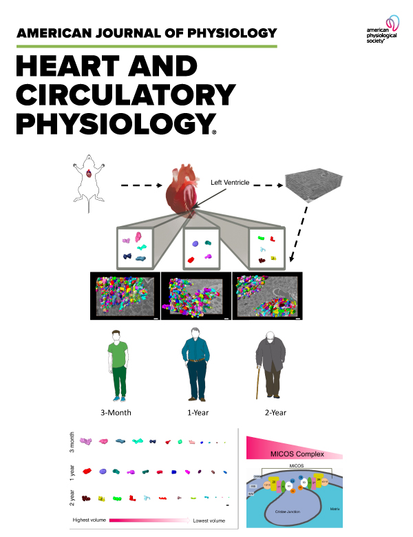 The paper keeps getting better & better! The @AtHinton is very excited about being picked for a spotlight cover. I am super stoked & Congrats @ZerVue @VUBasicSciences @VandyBasicScDEI. Thank you for the selection @ajpheartcirc & editor in chief @merrylindseyphd #microscopy