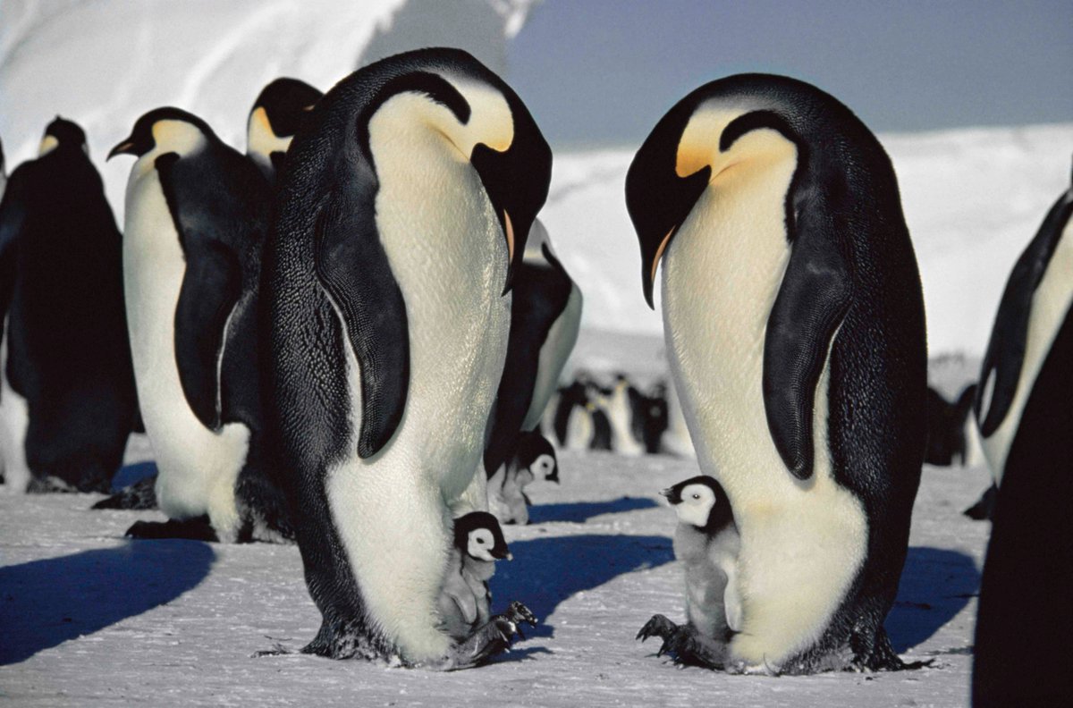 I can’t promise ice to stand on like these Emperors, but tomorrow night at Winchester Theatre Royal theatreroyalwinchester.co.uk/book/382803 I start my It’s a Wrap tour. Come and chill out with behind the scenes stories about polar bears and orcas among the ice floes dougallan.com