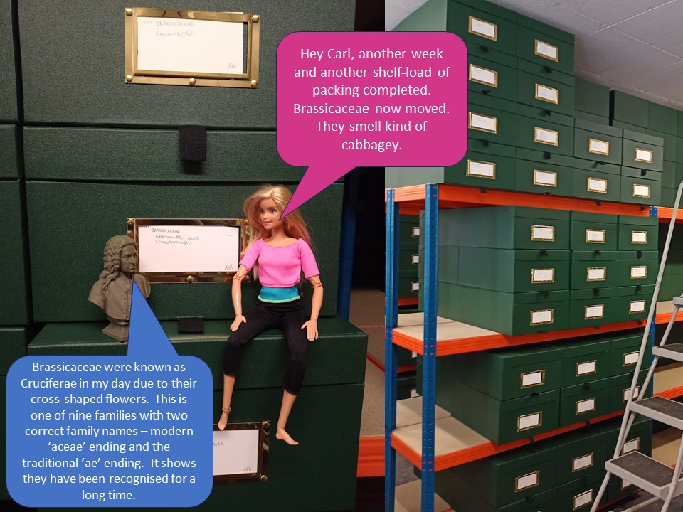 RNG Herbarium tweet media