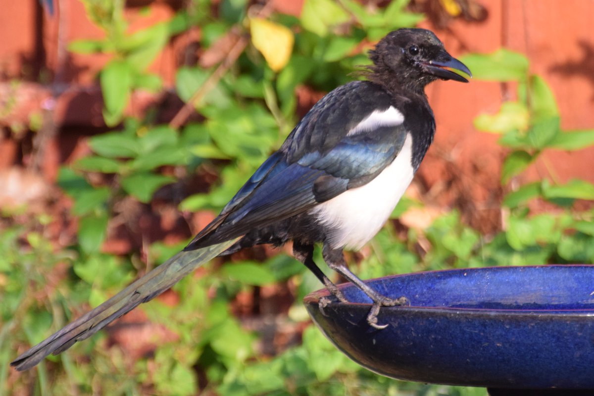 Britnatureguide's tweet photo. A rather scruffy looking Magpie in the garden in Cheshire for #BirdsSeenIn2023 
Enjoying a drink of water/ https://t.co/aWymGVEdQT