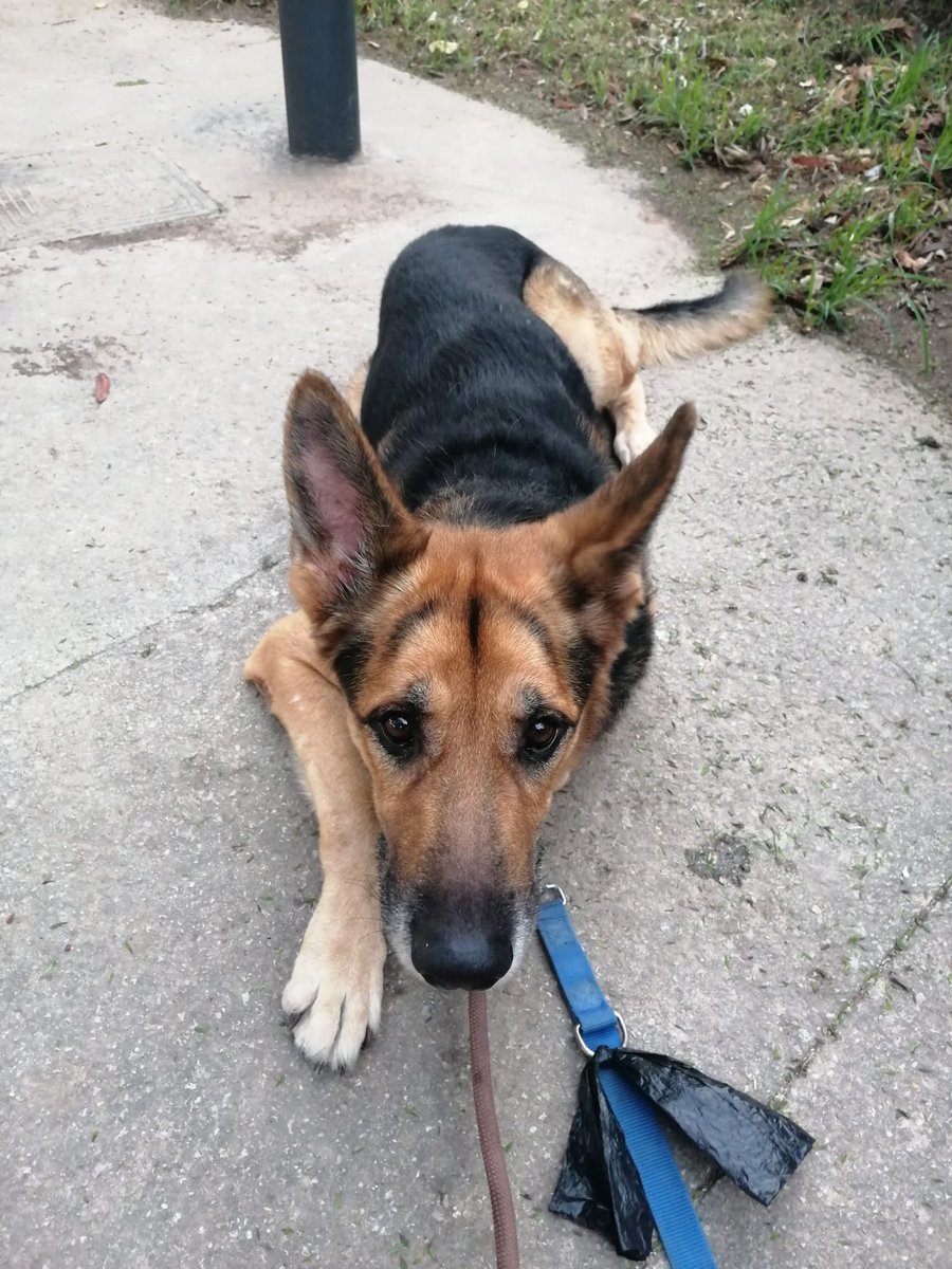 #Valencia 
Necesitamos de forma URGENTE acogida para este perrete. 
Tiene 10 añitos y es muy muy bueno.

Difusión por favor. 
655 68 58 59 // protectoraburjassot@gmail.com