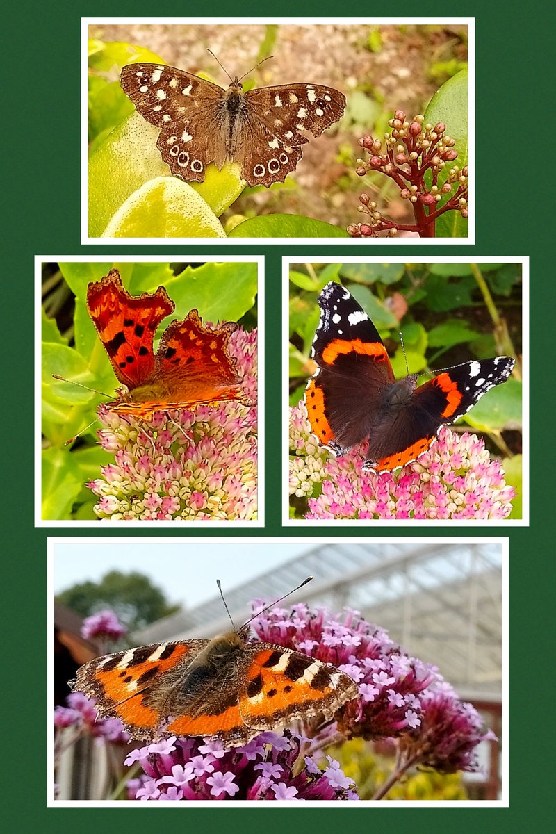 Oh yes it's a #butterfly day! 😍🤩🎉🦋 They are loving the heatwave and thankfully there are lots of flowers both gardened and wild for them to feed on. @BC_Lancs @savebutterflies #positivity #joy #vitaminN