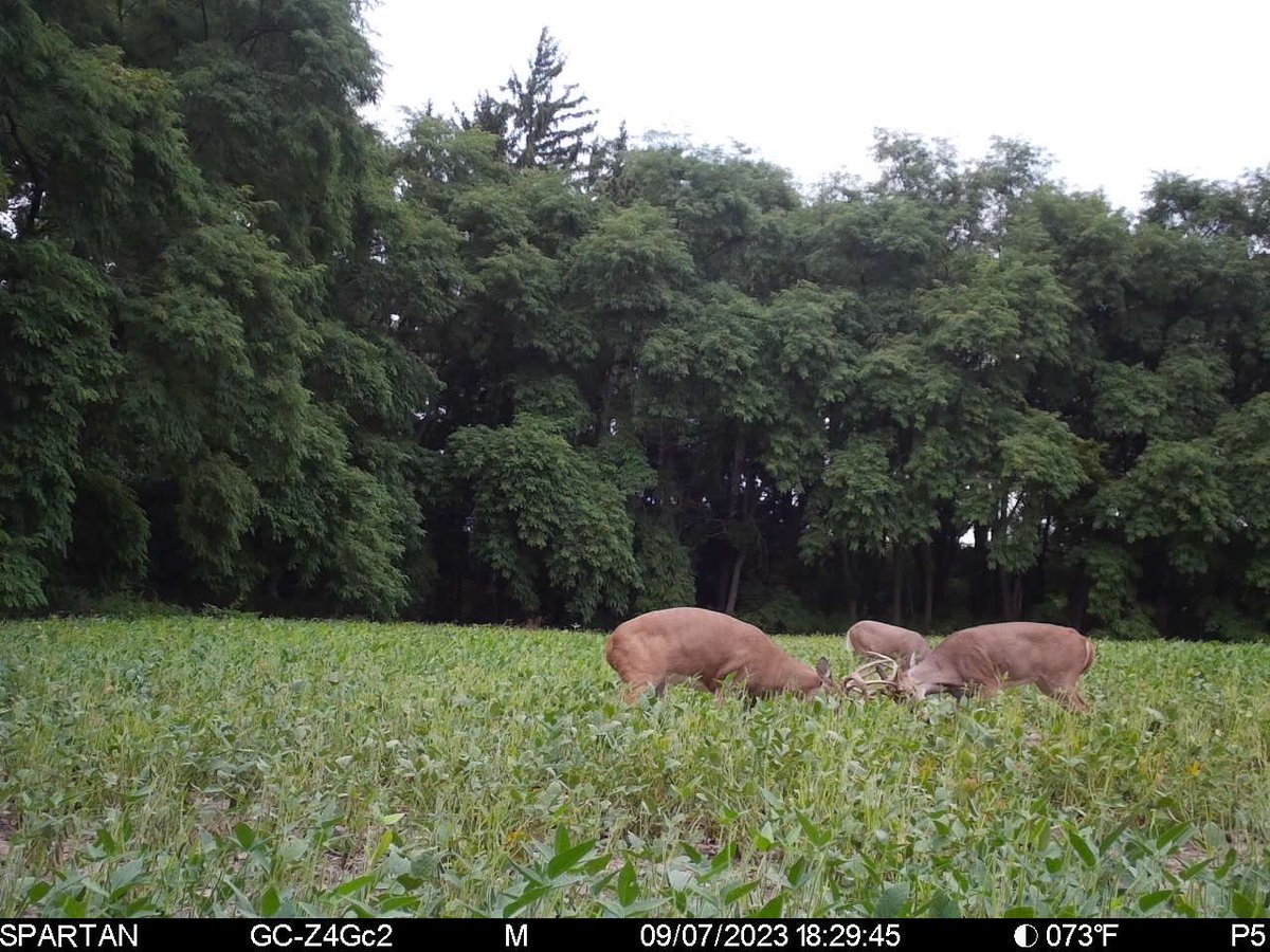 trailcamjunkies's tweet photo. Not BFF’s for much longer…. @spartancamera https://t.co/cCsZpJUasq
