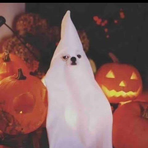 Que se termine septiembre y sea halloween #halloween #octubre #cosplay #cosplayer #cosplayergirl https://t<a href="/tag/halloween"class="tags">#halloween</a><a href="/tag/octubre"class="tags">#octubre</a><a href="/tag/cosplay"class="tags">#cosplay</a><a href="/tag/cosplayer"class="tags"><span>#cosplayer</span></a><a href="/tag/cosplayergirl"class="tags"><span>#cosplayergirl</span></a>