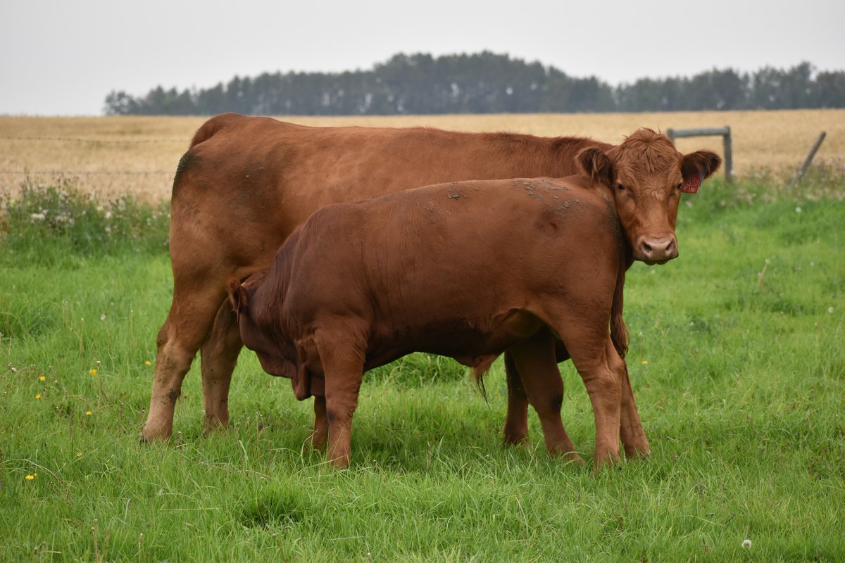 Dams of Merit and Dams of Distinction will be pulled for the Fall Gelbvieh Guide on Tuesday September 12. Make sure to get those registrations and weaning weights entered. #Gelbvieh #Balancer
📷Koziak Land &amp; Cattle, Star AB