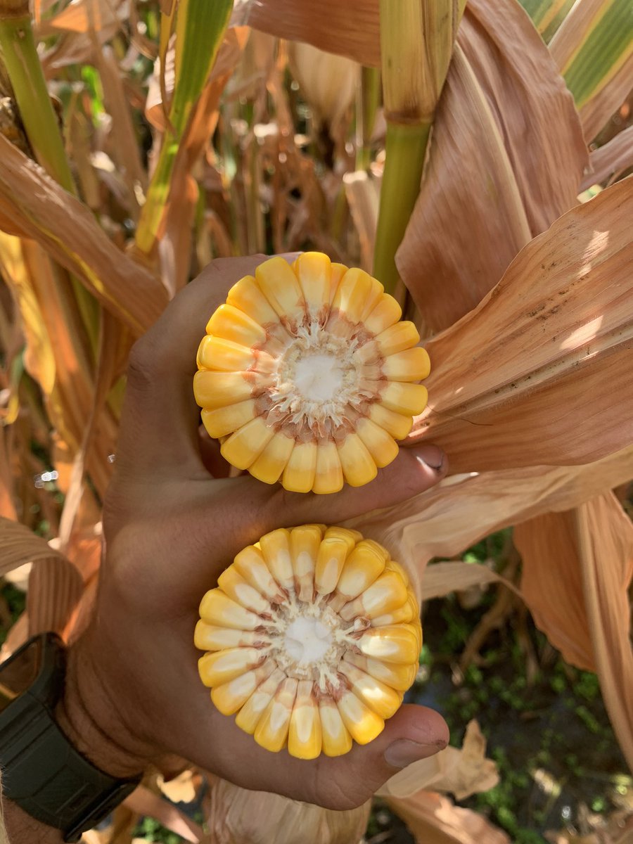pjsmithseeds's tweet photo. Product Highlight: 2024 Fontanelle 13G519 /// 2025+ Channel 213-81DGVT2PRIB

https://t.co/uMFgp4cr5W

#FontanelleFamily #ChannelingUp #Bayer4NE https://t.co/tPzT26XeoE