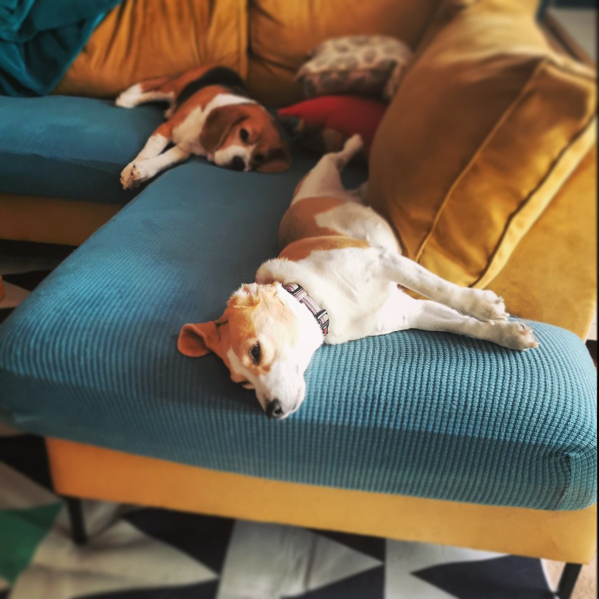🐕: It's a hot day, I have flipped my ears, and have flopped on the sofa!

#Beagles #LifeOfRio #heatwave #MyGirl