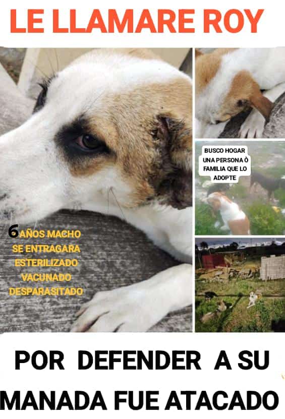 Apoyo_Croqueton's tweet photo. #EnAdopción #Roy 2 años talla mediana-chica Está en atención veterinaria Ha sufrido mucho en la calle Protector un poco desconfiado #Cdmx info @Apoyo_Croqueton @FundacionAzteca @inakimanero @melissavargasmx @AdrianRubalcava @FansDeMiyagi @ERIKA_DIAVOLO @ErnestoSispa @LetyVarela https://t.co/ok9I3nwnhF