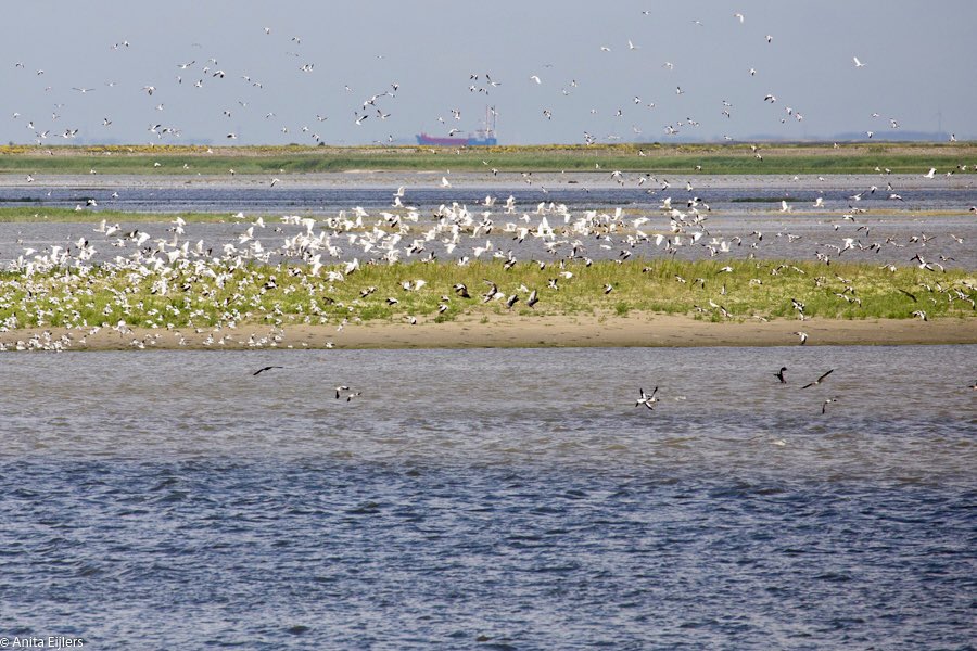 Anita Eijlers-van Dooren tweet media