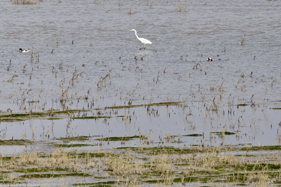 #Hedwigepolder nu al waar vogelparadijs <a href="/vogelnieuws/">Vogelbescherming NL</a> <a href="/vogelinfo/">Vogelbescherming VL</a> <a href="/RTLnieuws/">RTL Nieuws</a> #foto #picture #nature #natuur #estuarium #birds #vogels #westernscheldt #Westerschelde #polder #Hedwige