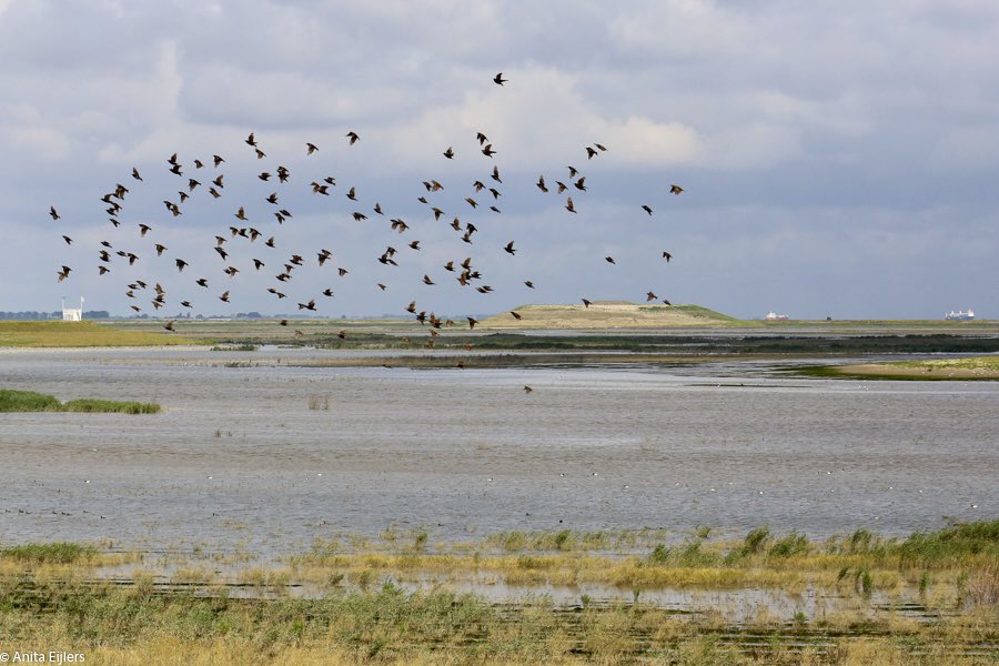 Anita Eijlers-van Dooren tweet media