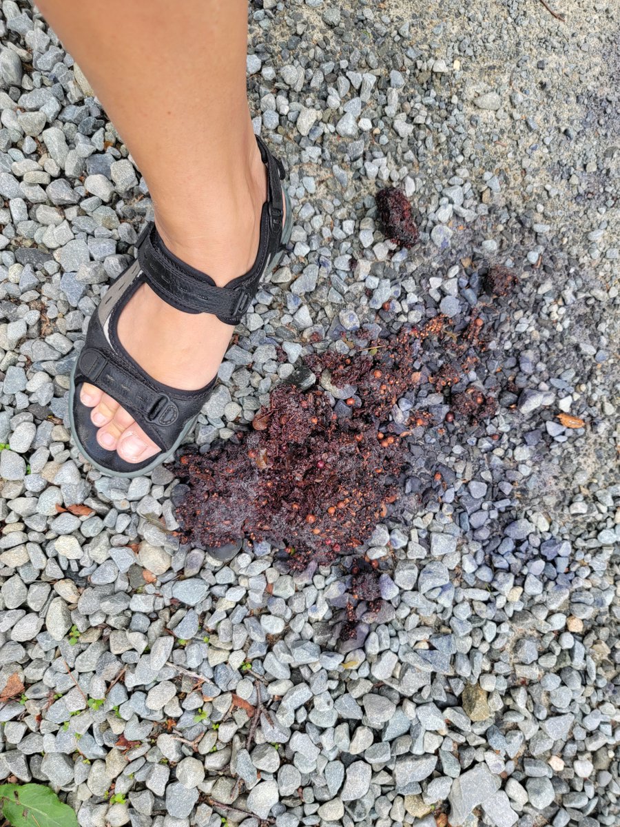 Mel7Labrador's tweet photo. After the fifth pile of poo in .5km of trail Yup, moving out. Tomorrow is another day &amp; walking through the bear's house, likely his bathroom area is not how I wanna spend Fridays 🤣🤣
#indigenousledconservation #conservationproblems #bear #teddybearpicnic #mikmaki #NovaScotia https://t.co/kn87FkkLRo
