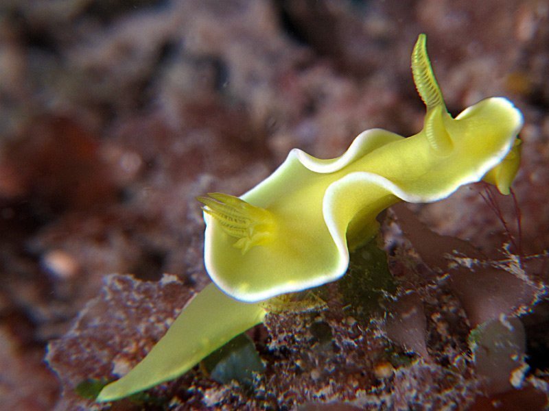 slugsofsea tweet picture