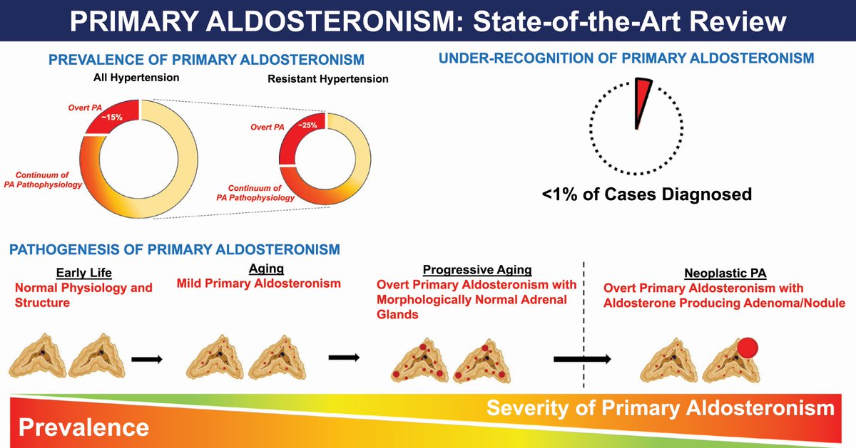 Attending the excellent Aldosterone session at #Hypertension23? Check out this State-Of-the-Art review from @AnandVaidya17 and colleagues academic.oup.com/ajh/article/35…