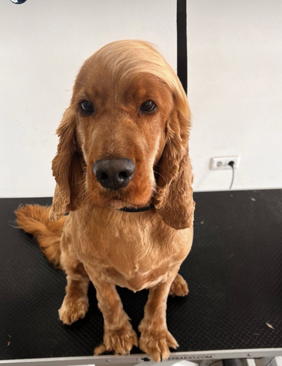 Daniela Capaz Pinto 🦅 tweet media