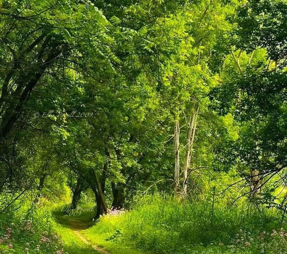 Rahman ve Rahîm olan Allah'ın adıyla Mûsâ 'Rabbim!' dedi, 'Kalbime genişlik ver. İşimi bana kolaylaştır. Dilimden düğümü çöz, Ki sözümü iyi anlasınlar. TâHâ Sûresi 25-28