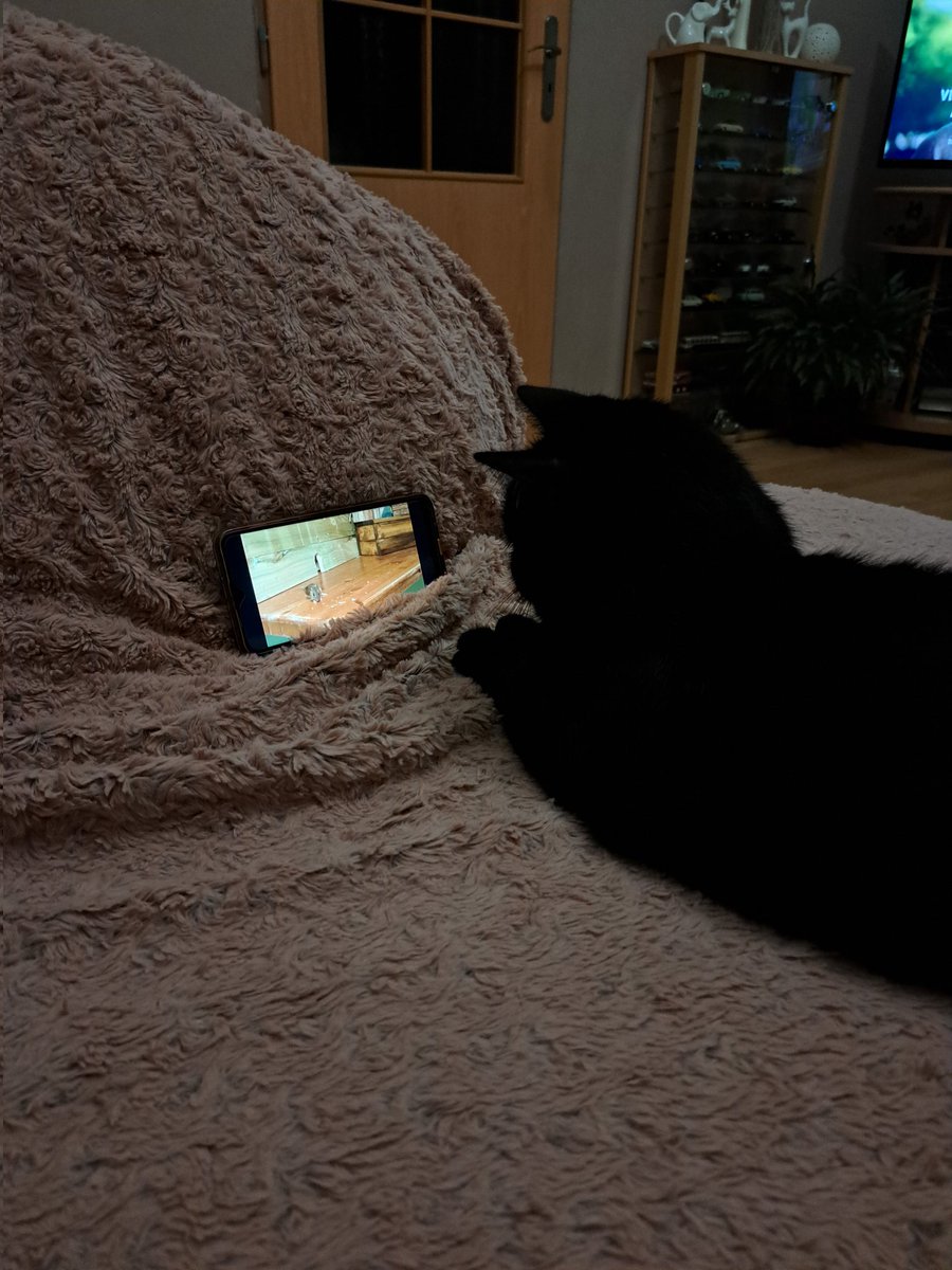 Babiččin kocour opravdu rád sleduje na YT videa s myšmi (pak zaútočí a hledá je za mobilem)
