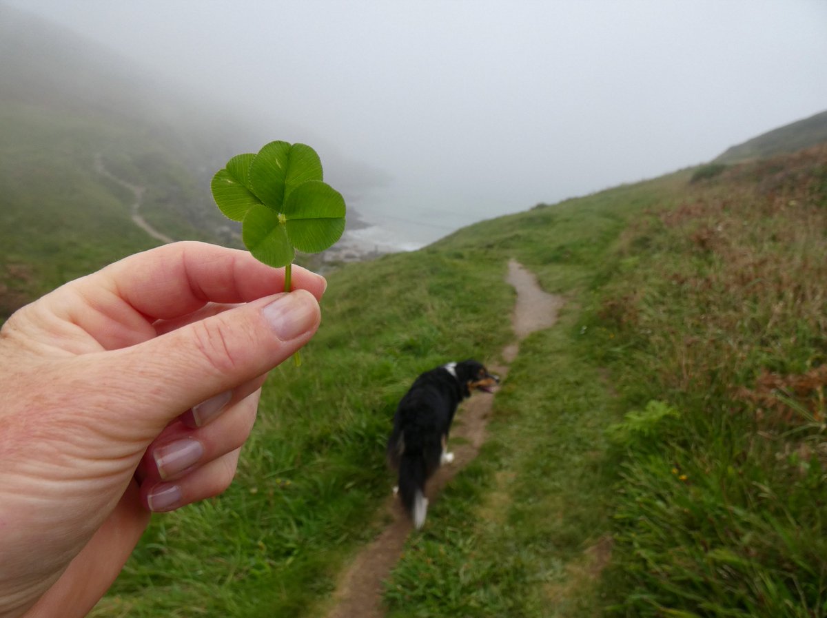 CliffsideKatie's tweet image. Thick sea mist all day 😵‍💫 and another four leafer! 🍀 #fourleafclover #whatheatwave