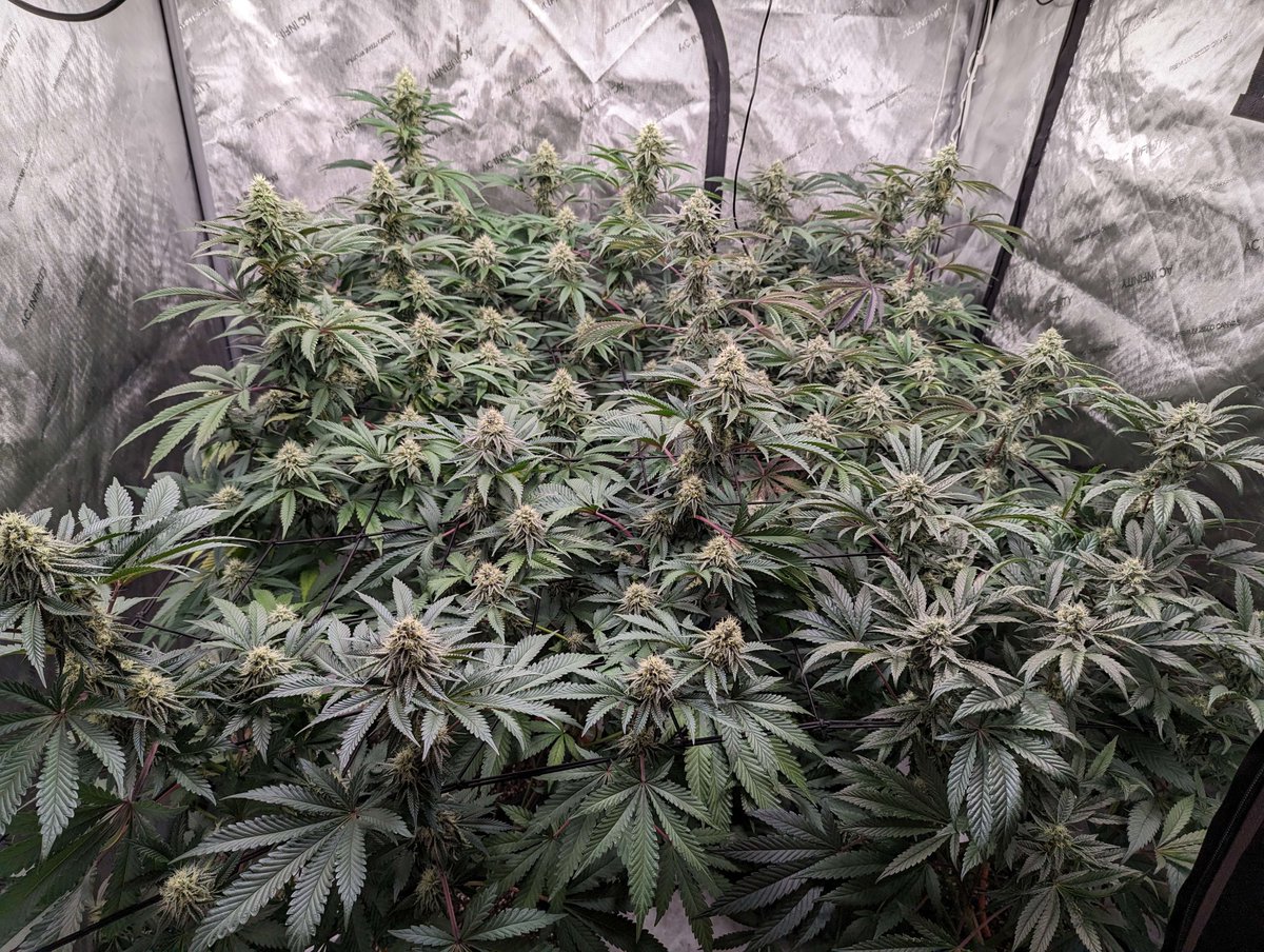 It would appear that our friend Nope of discord is inching closer &amp;closer to harvest with  each passing day, very excited to see these finish
Want us to feature your grow? Share it with us on Discord👉 Link in bio

#JGYO #Homegrowers #CannaFam #Cannaland #Garden #FlowersOnFriday