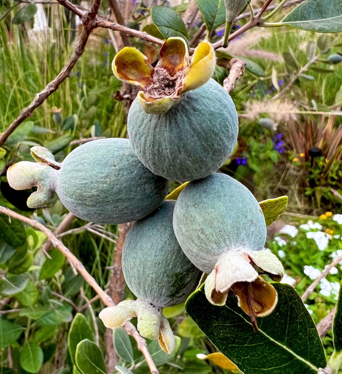 Pineapple guavas ready to eat soon! 💚🍃🍍