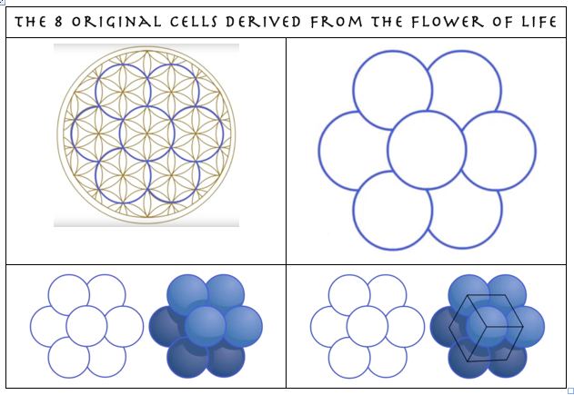 How the 'Egg of life' nests inside the 'Flower of Life'

#FlowerOfLife #SacredGeometry #Geometry #EggOfLife #Universe