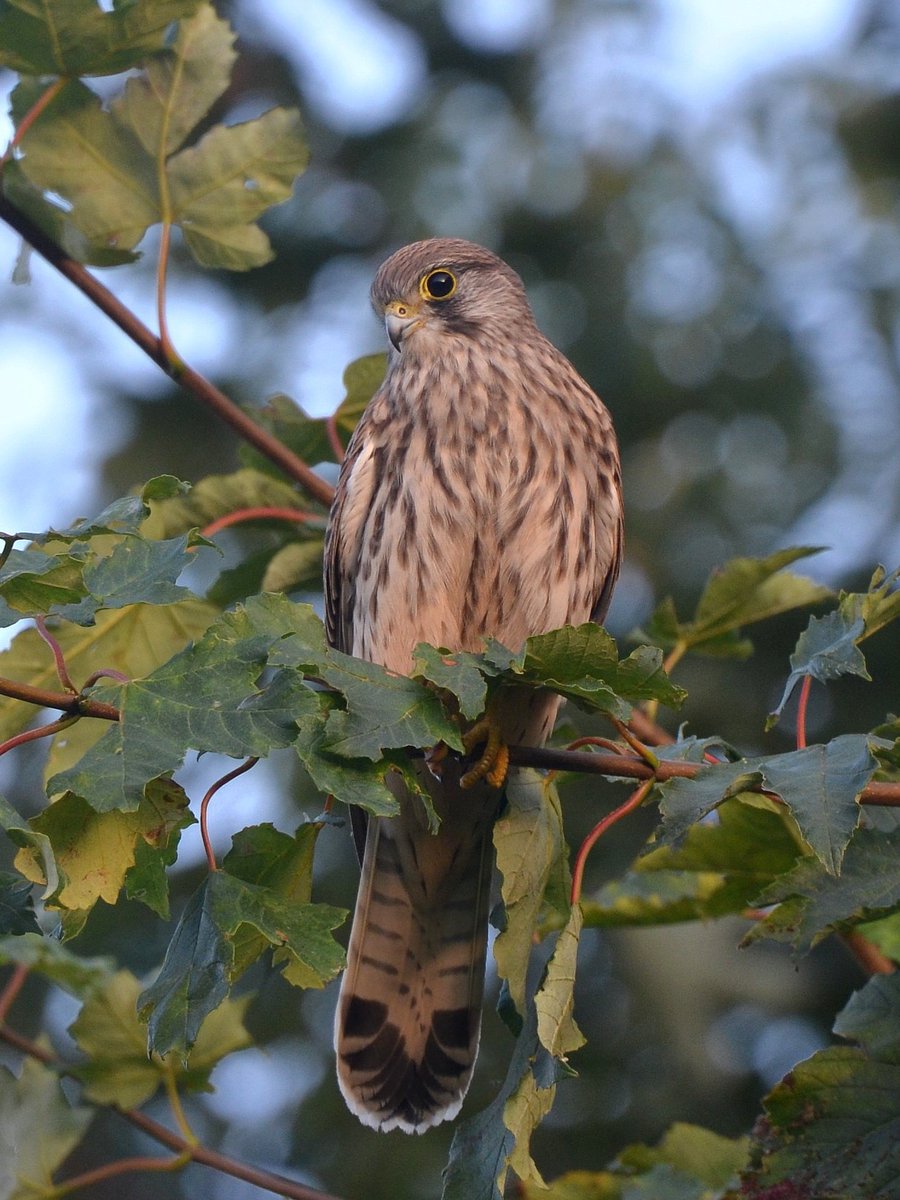 glenisilla's tweet photo. Kestrel this evening 🥰
Liberton #Edinburgh https://t.co/SwkdzIMUzu