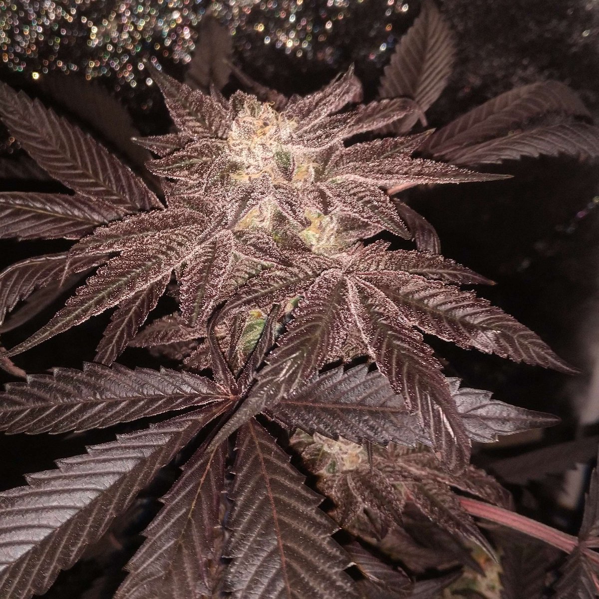 Greenhand Genetics tweet media