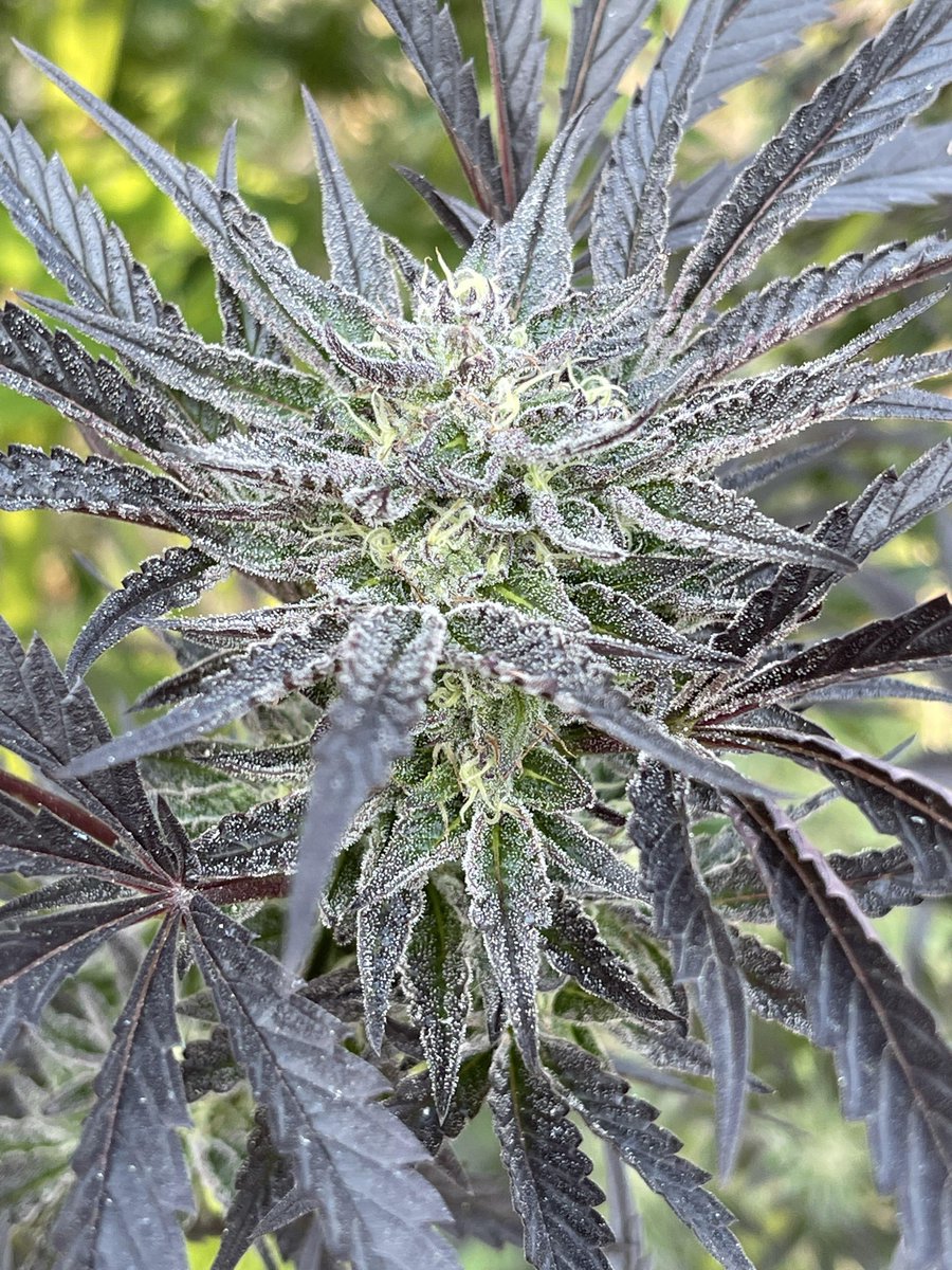 Kiwi's Time Machine is a fantastic cultivar that'll perform great in most outdoor gardens & indoors, plants will be medium to tall in size when in flower, for more info visit the link in our bio #Cannafam #Greenhandgenetics #JGYO #FlowersOnFriday #Photoperiod #Cannabis