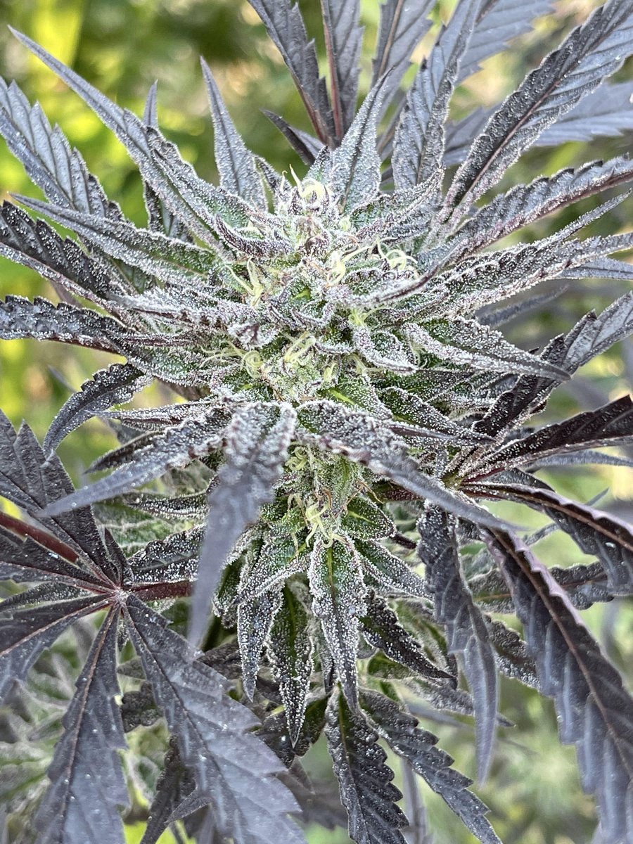 Kiwi's Time Machine is a fantastic cultivar that'll perform great in most outdoor gardens & indoors, plants will be medium to tall in size when in flower, for more info visit the link in our bio

#Cannafam #Greenhandgenetics #JGYO #FlowersOnFriday #Photoperiod #Cannabis