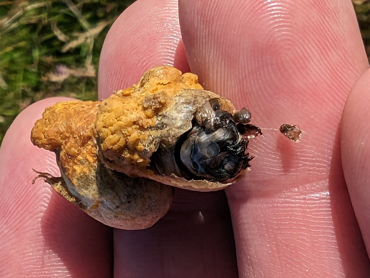 I found a Shetland Bumble Bee (Moss Carder subspecies) nest today - just a small hole in the heather with around 20 bees flying around, and several discarded larval chambers (thanks @dunnjons ) outside.