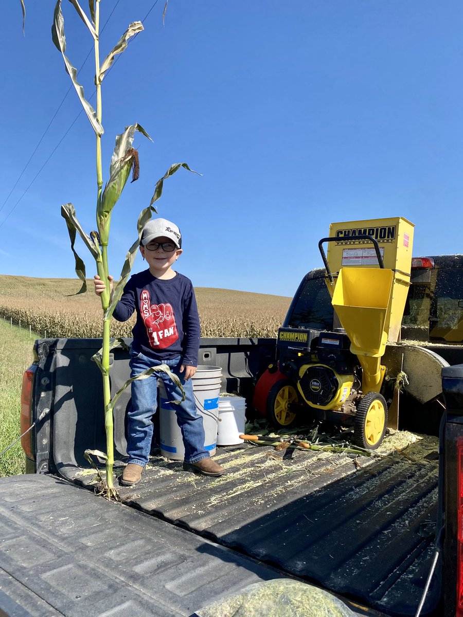 Chopping some P6909 to test for dry matter. #cornsilage23 <a href="/PioneerSeedsCA/">Pioneer Seeds Canada</a> <a href="/TowerFarmsLtd/">Tower Farms Ltd</a>
