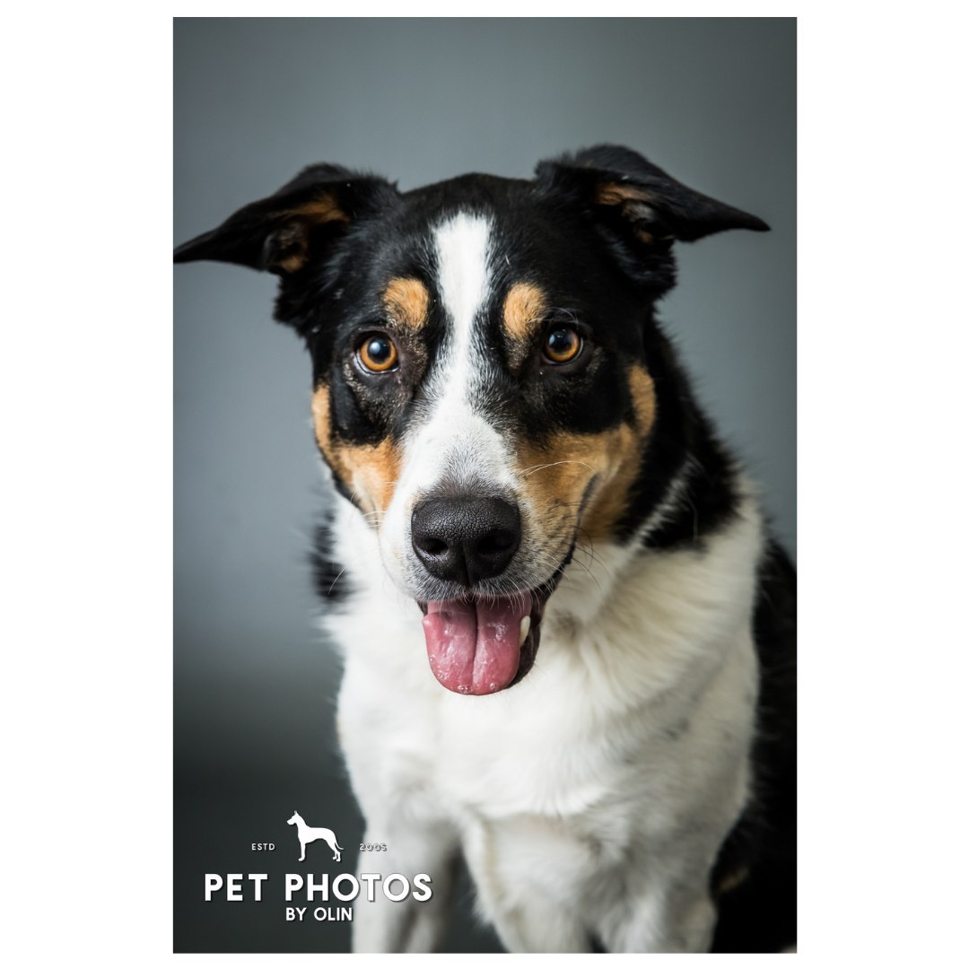 Nothing says "I love you" like those big brown eyes 🤧

#petportraits #petphotographer #dogsofig #sactowndogs #sacramentophotographer