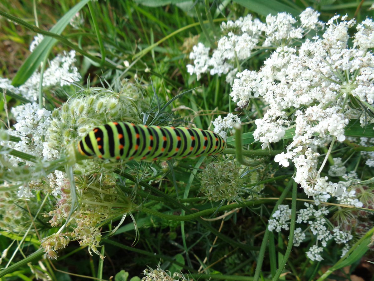 @FrancineHens They're lovely... and in the absence of fennel plants, Swallowtail butterfly caterpillars make use of them.