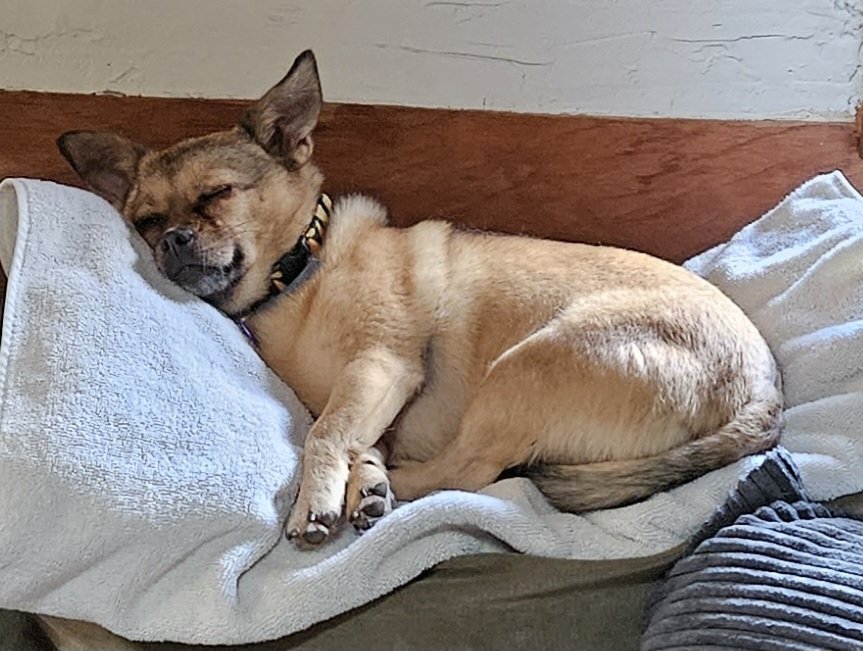 Lesterspuds's tweet photo. @Phil_Sledge Had a swim, time for a nap. https://t.co/7iIwcBIwSn