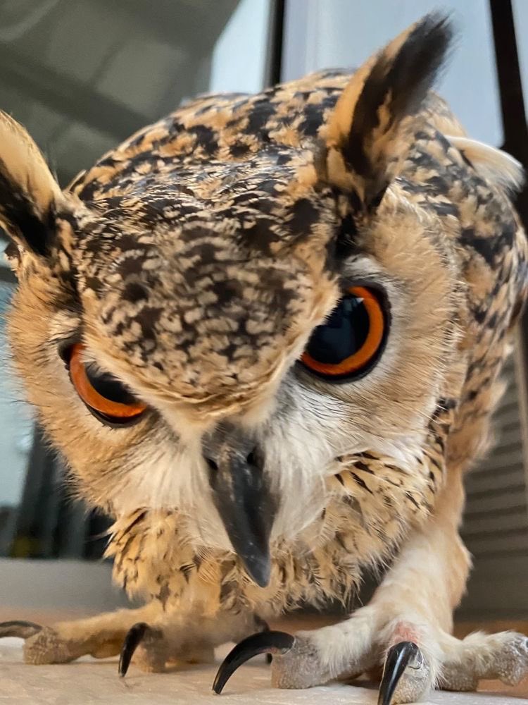 taehyun as owls (@2k0t0h2) on Twitter photo 