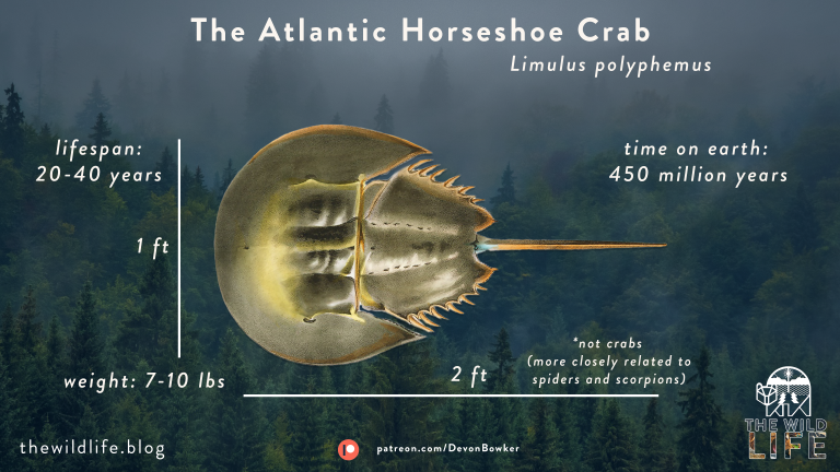 LimulusDaily's tweet photo. Taxonomy Time B)

-The name of the genus, 'Limulus',which the Atlantic Horseshoe Crab belongs to, is derived from the latin term 'Limulus' which means 'A little askew'

-The epithet 'Polyphemus' is inspired by the one-eyed Greek, Polyphemus. as it was believed they had one eye https://t.co/TJWYNCi3dI